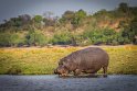049 Botswana, Chobe NP, nijlpaard
